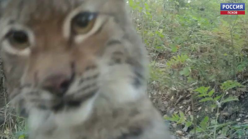 Рысь чуть не сломала фотоловушку в Полистовском заповеднике