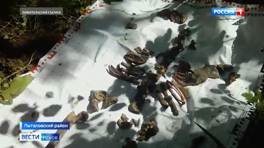 Поисковики обнаружили в Пыталовском районе остатки разбившегося самолёта и останки бойца