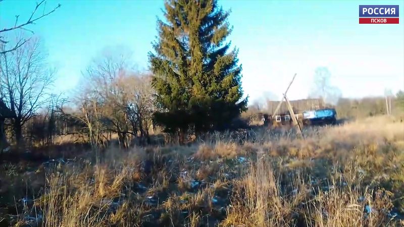 Житель деревни Красногородского района пытается спасти полувековую ель