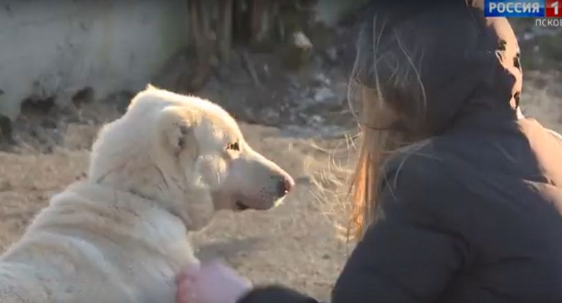 Алабай из приюта «Лесопилка» отправляется в новый дом в Туапсе