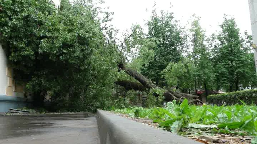 В Великих Луках ураган повалил несколько деревьев