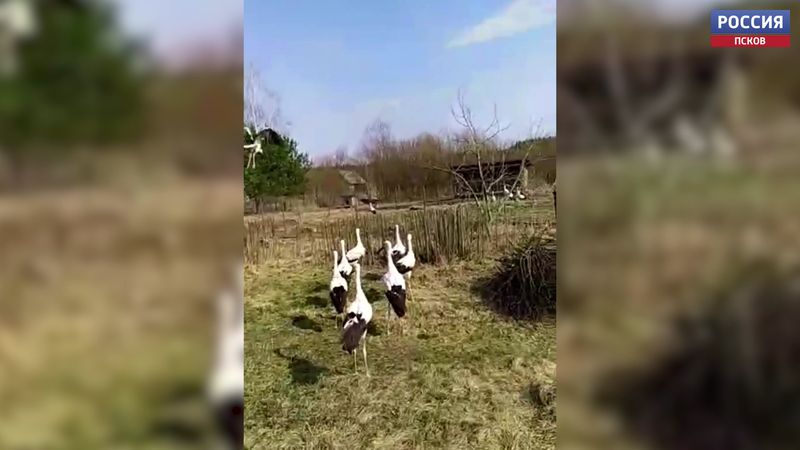 Птиц, которых вылечили в «Доме белого аиста», выпустили в дикую природу