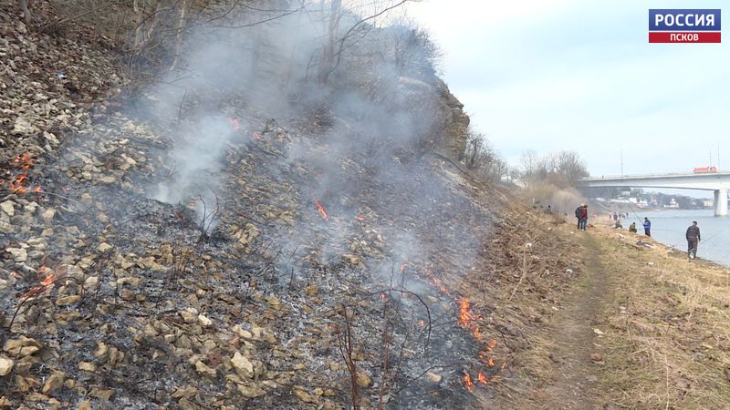 В Псковской области резко выросло количество палов травы