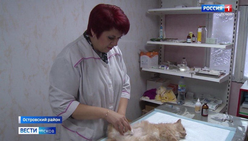 Бесплатно стерилизовать домашних питомцев предлагают малообеспеченным семьям