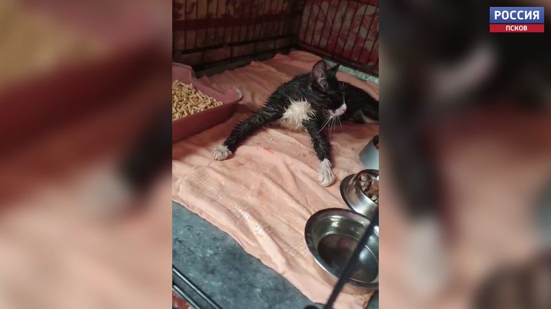 Неожиданная находка в лесу, проделки вандалов и что не пропустили на границе. Расскажем о всех ЧП на Псковщине