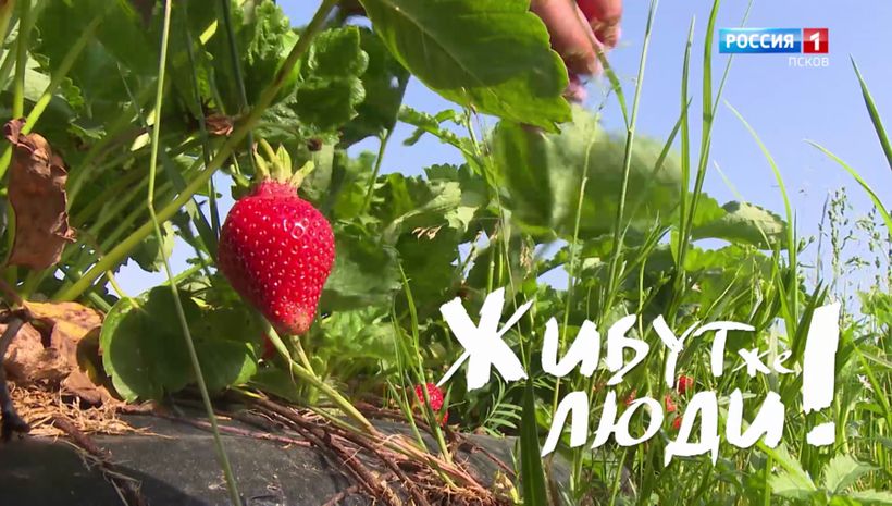 Живут же люди! Клубничный край