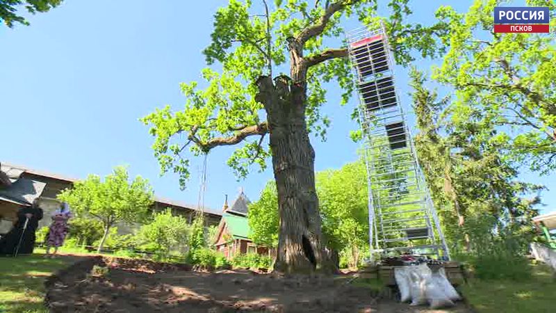 В Псково-Печерском монастыре спасают 600-летний дуб