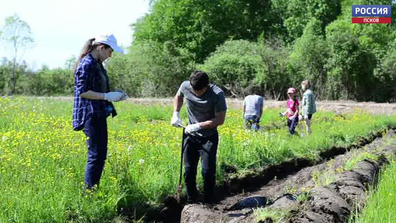 В деревне Ланёва Гора под Псковом добровольцы посадили деревья
