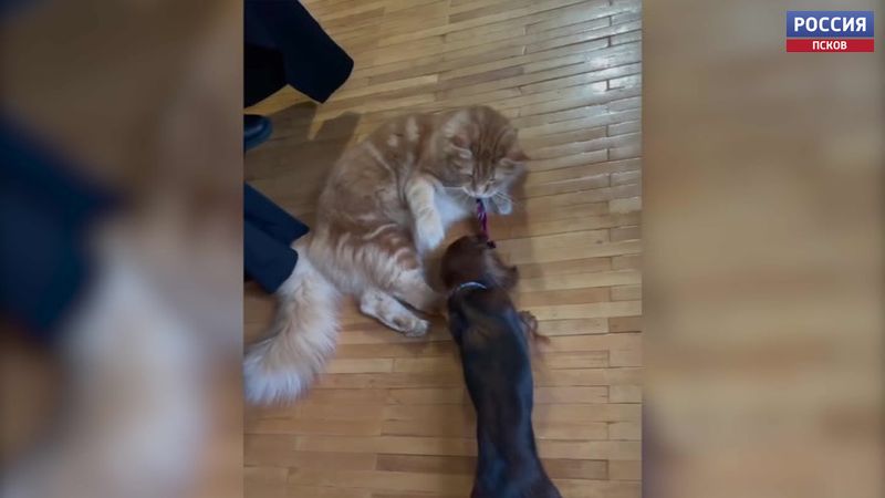 Не поделили галстук. Веселый ролик появился в Instagram кота митрополита Тихона