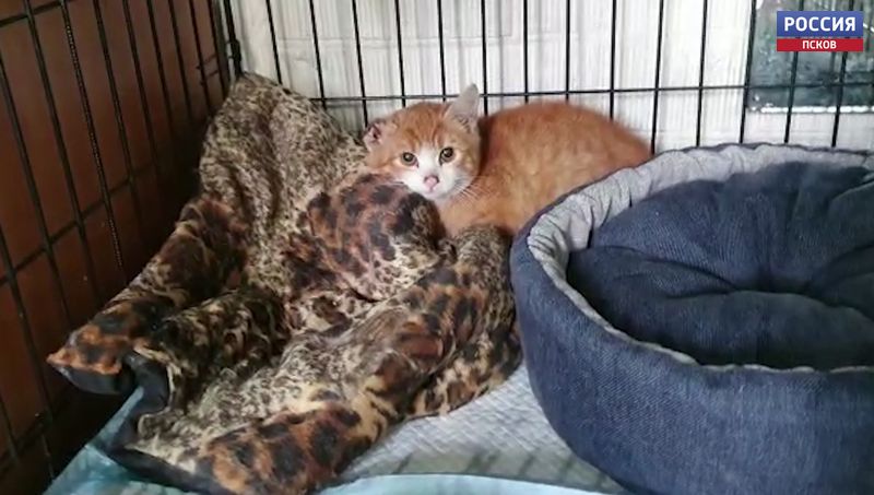 Зоозащитники спасли котенка, забравшегося под капот