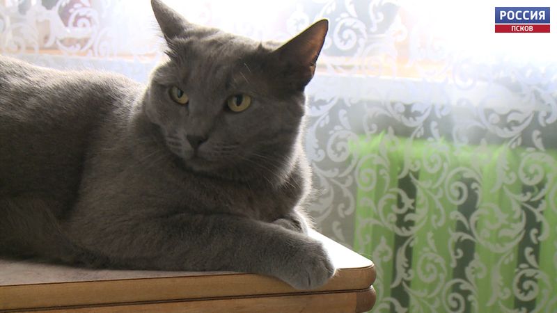 Первый весенний день в России считается Днём кошек