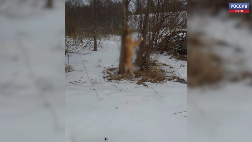В деревне Богданово дети обнаружили повешенную собаку