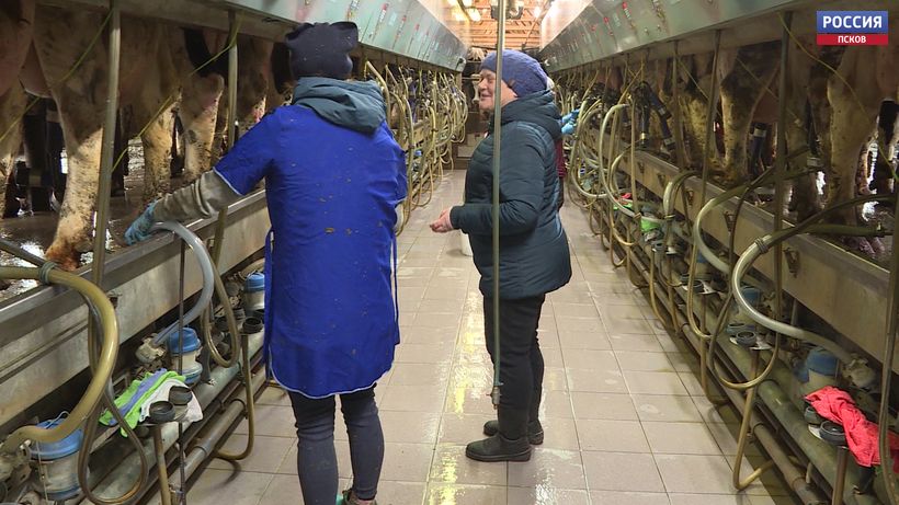 100 тысяч рублей за одну приобретенную голову скота получат фермеры Псковской области