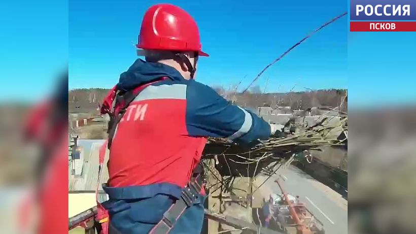 Помогли с жильем. Энергетики обустроили для аистов новое гнездо