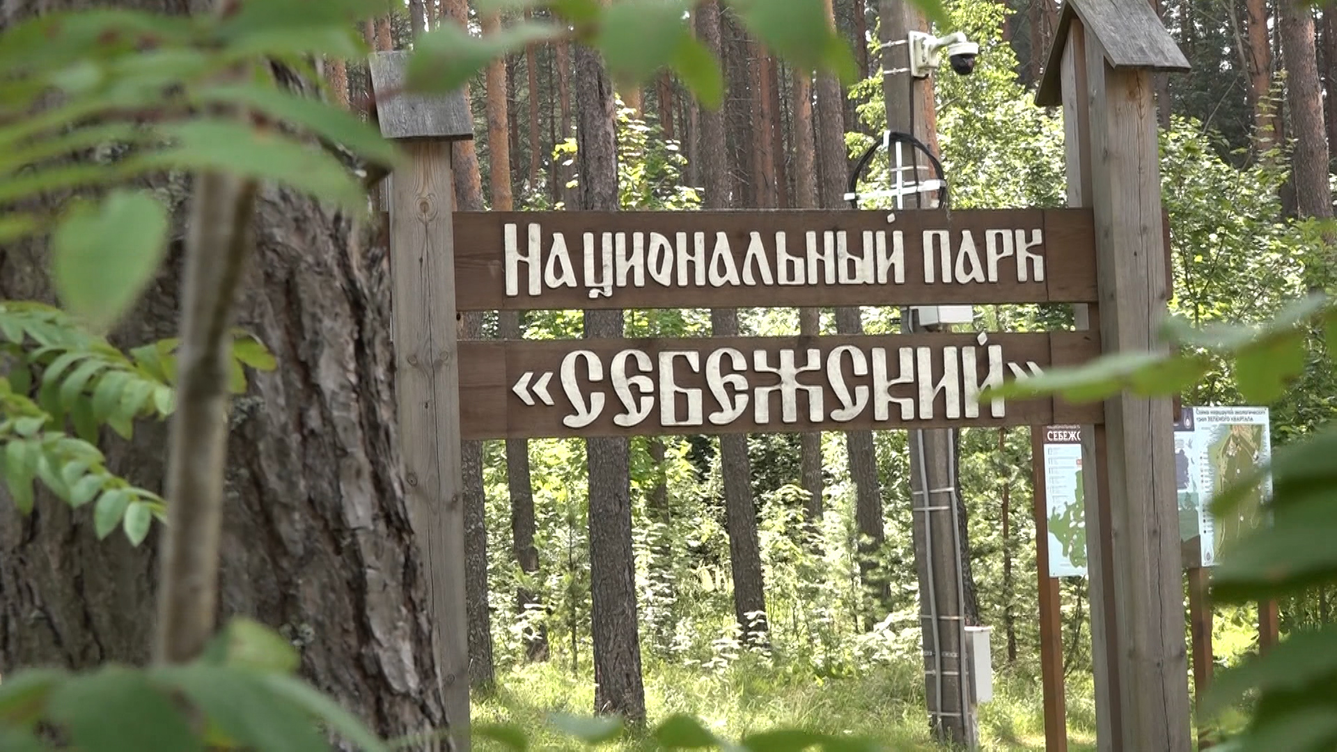 Почему исчезают редкие растения? Рассказывает научный сотрудник Себежского нацпарка