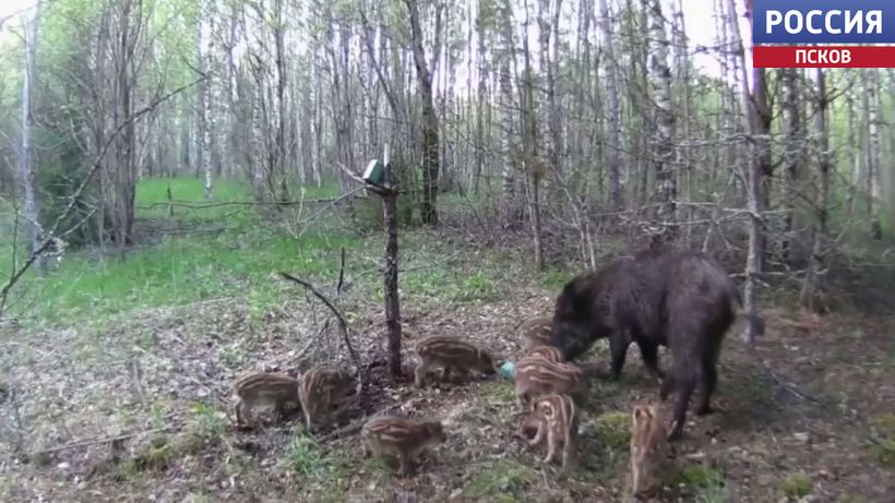 Семья кабанов попала в объектив фотоловушки в псковском лесу