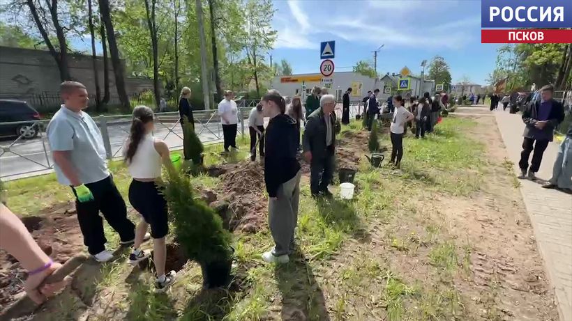 Восемьдесят туй в память о Победе. В Печорах появилась новая аллея