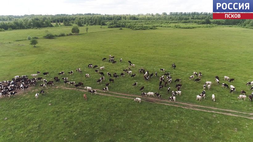 Псковская область занимает первое место на Северо-Западе по производству мяса
