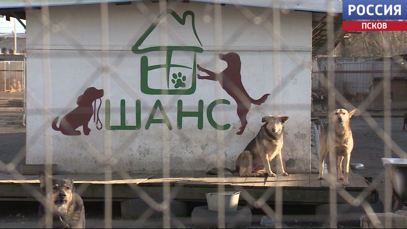Зооприют «Шанс» просит о помощи. Нужна крупа и средства на лечение животных 