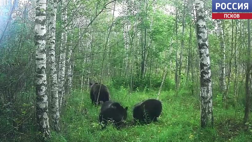  Медвежья семейка попала в объектив фотоловушки в Великолукском районе