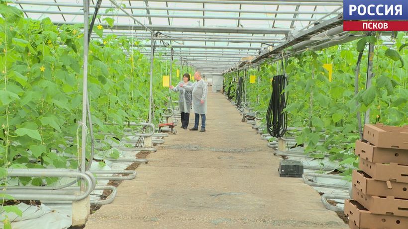 Наталья Федорова оценила первый урожай огурцов в агрофирме "Победа"