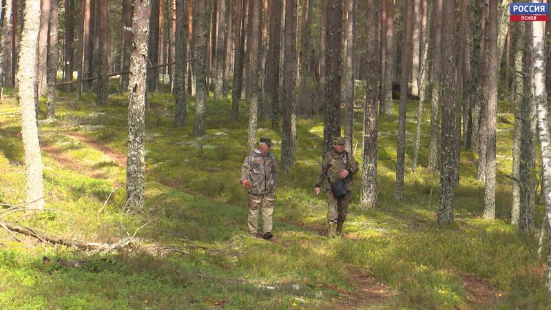 Даже животные принимают за своих. Кто следит за российскими лесами?